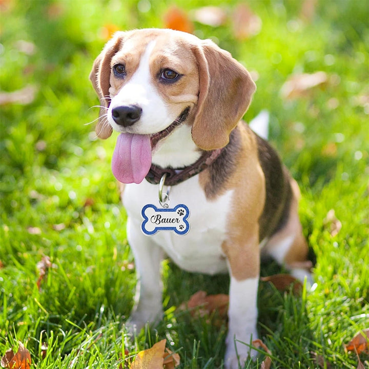 Personalized Leather Dog Collar with Name – Custom Engraved Pet ID Collar | Adjustable Dog Accessory